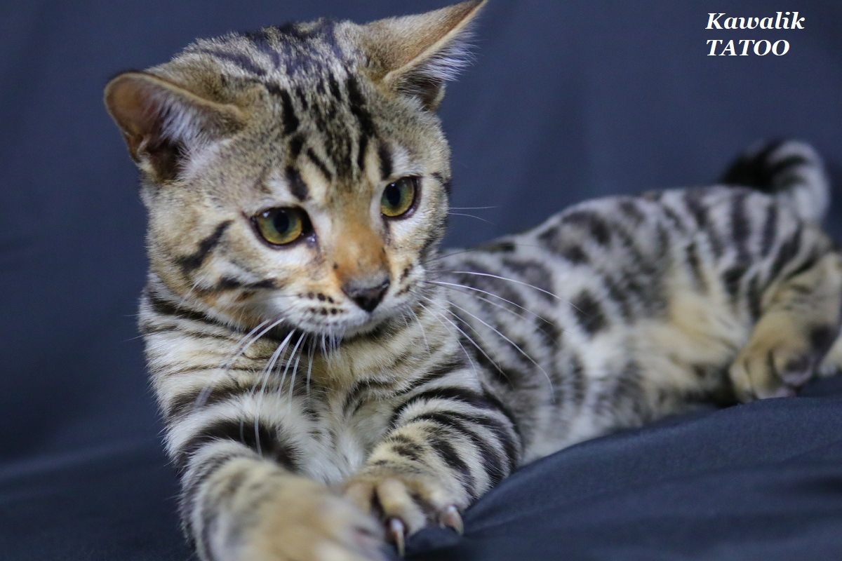 chaton bengal rosettes